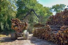 Wykonywanie usług z zakresu gospodarki leśnej na terenie Nadleśnictwa Gubin w roku 2022